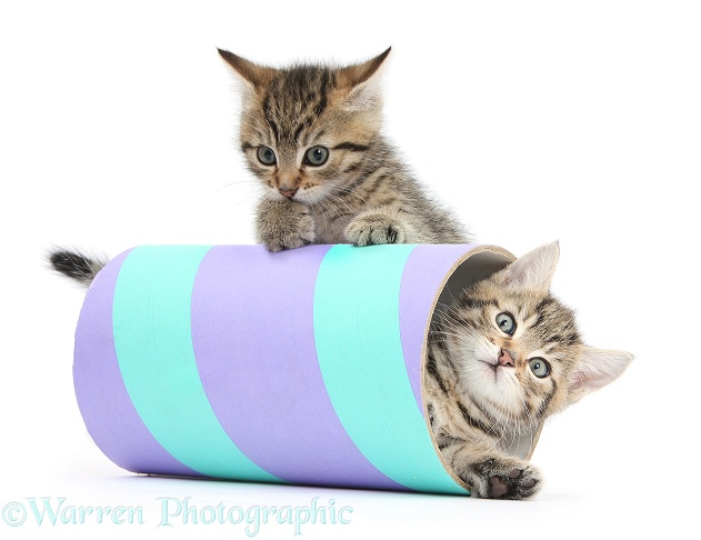 Two cute tabby kittens, Stanley and Fosset, 7 weeks old, playing with a tube, white background