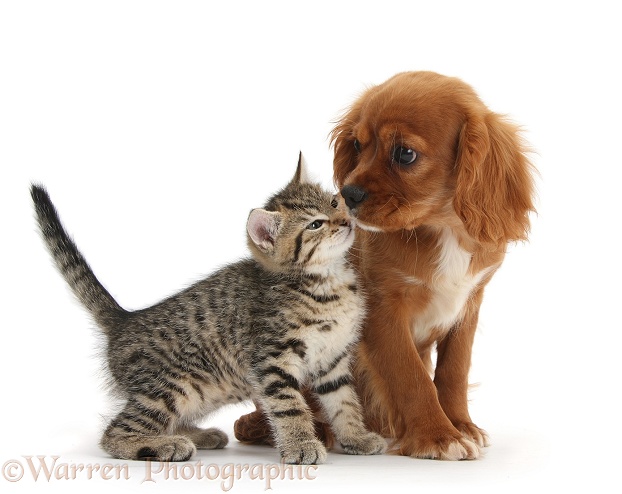 Tabby kitten, Stanley, 8 weeks old, nose-to-nose with Ruby Cavalier King Charles Spaniel bitch, Star, white background