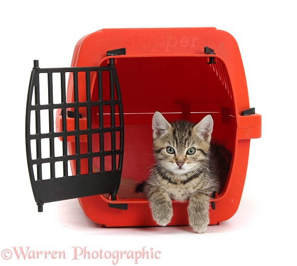 Tabby kitten, Stanley, 9 weeks old, relaxing in a cat carrying crate, white background