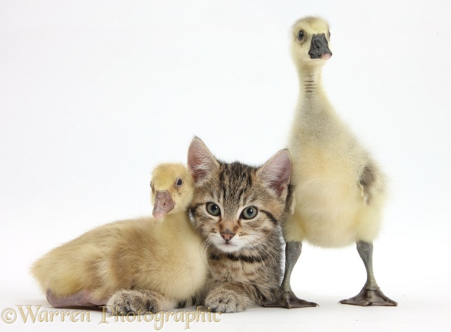 Cute tabby kitten, Stanley, 9 weeks old, with yellow goslings, white background