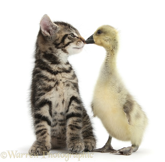 Cute tabby kitten, Fosset, 9 weeks old, nose to beak with yellow gosling, white background