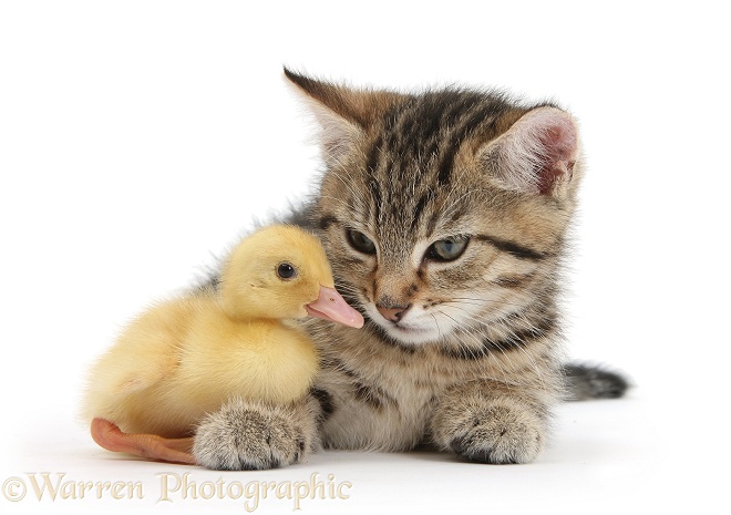 Cute tabby kitten, Stanley, 9 weeks old, nose to beak with yellow duckling, white background