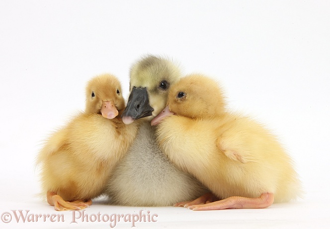 Yellow gosling and ducklings, white background