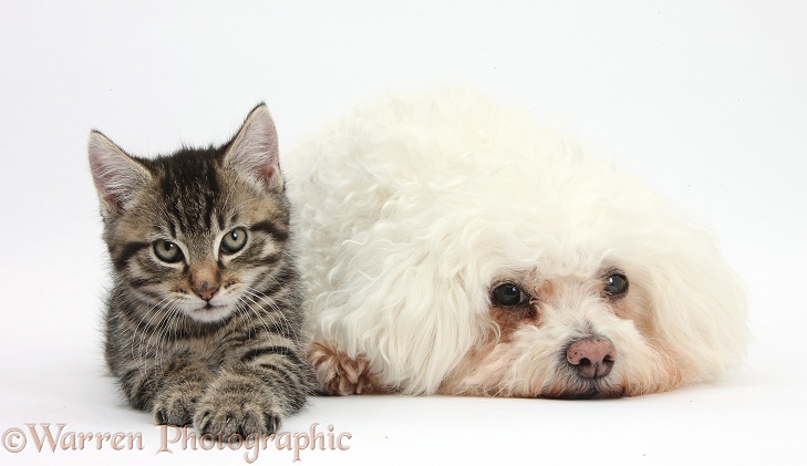 Cute tabby kitten, Fosset, 9 weeks old, with Bichon Frise, Poppy, white background