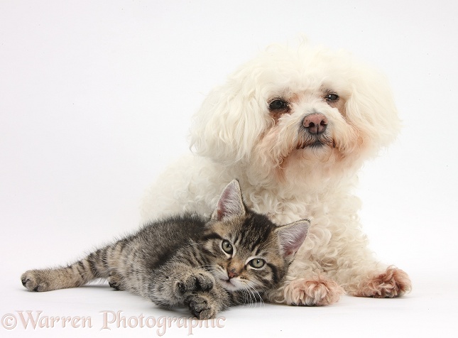 Cute tabby kitten, Fosset, 9 weeks old, with Bichon Frise, Poppy, white background