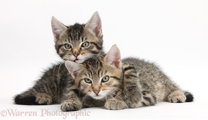 Cute tabby kittens, Stanley and Fosset, 9 weeks old, lounging together, white background