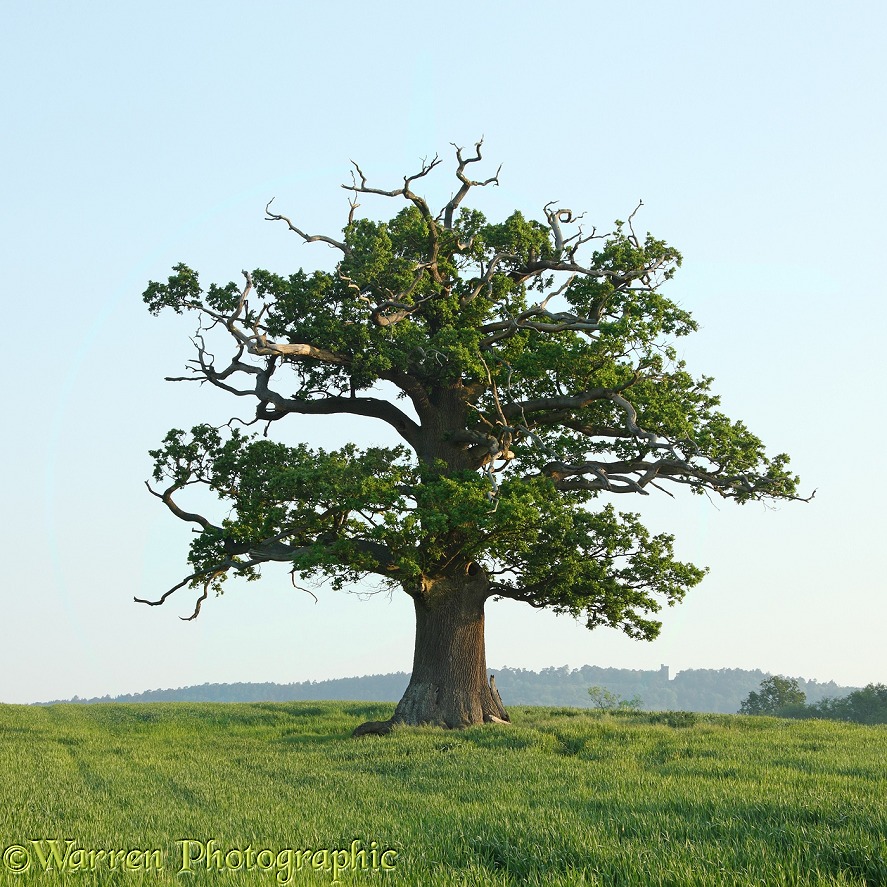 English Oak (Quercus robur) - Spring (28-05-2012).  Surrey, England