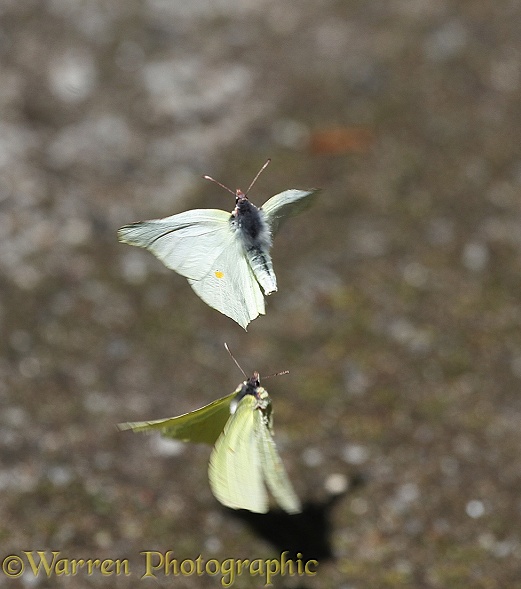 Brimstone Butterfly (Gonepteryx rhamni) male chasing female