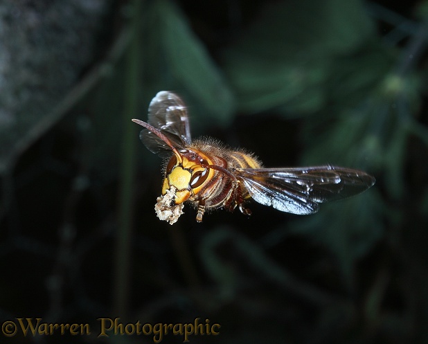 European Hornet (Vespa crabro) queen approaching nest, carrying wood pulp