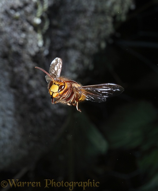 European Hornet (Vespa crabro) queen approaching nest