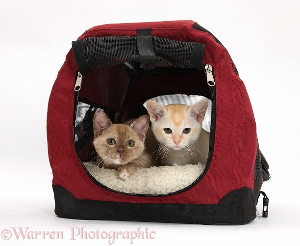 Burmese kittens in and on a cat carrier, white background