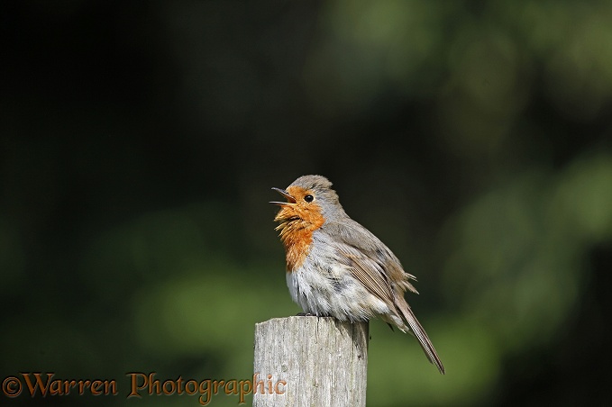 European Robin (Erithacus rubecula) singing whilst sunning
