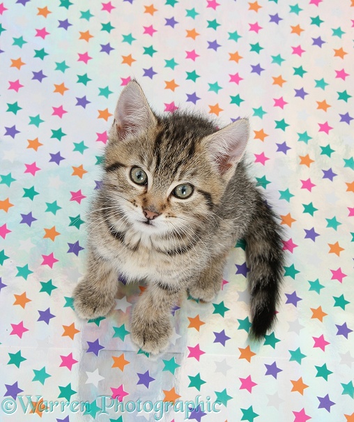 Cute tabby kitten, Stanley, 9 weeks old, sitting on starry background and looking up