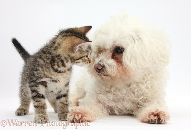 Cute tabby kitten, Stanley, 9 weeks old, with Bichon Frise, Poppy, white background