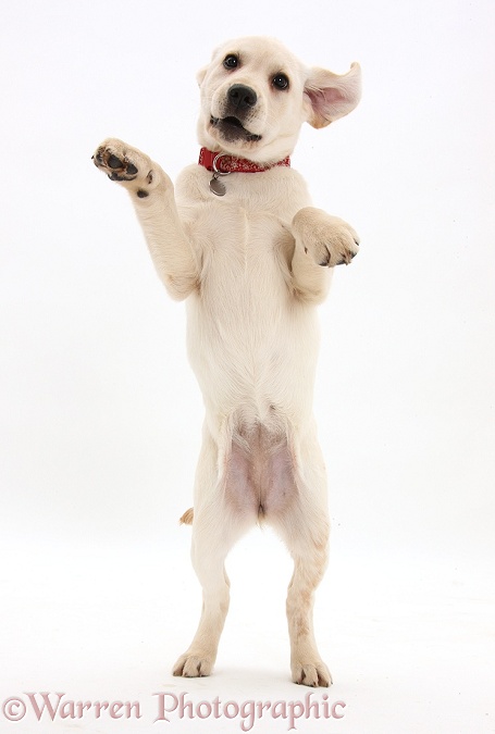 Yellow Labrador Retriever pup, 3 months old, standing up on hind legs, white background