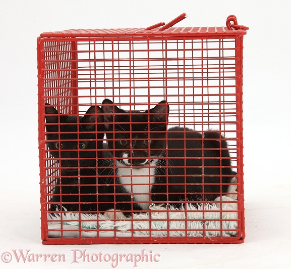 Black and Black-and-white tuxedo male kittens, Tuxie and Buxie, 3 months old, in a cat carrying cage, white background