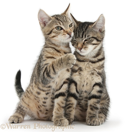 Tabby kittens, Stanley and Fosset, 3 months old, sitting and snuggling together, white background