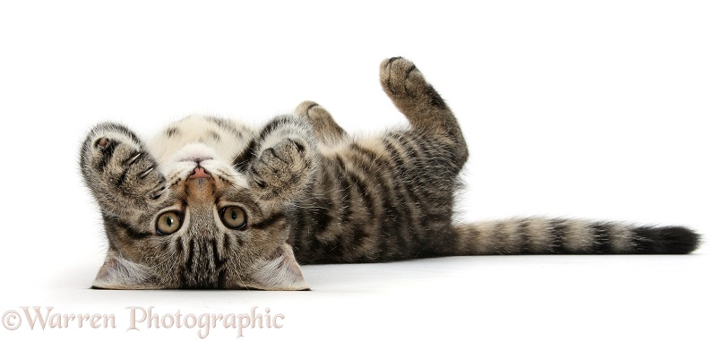Tabby male kitten, Fosset, 3 months old, rolling playfully on his back, white background
