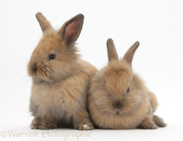 Two cute baby Lionhead-cross rabbits, white background