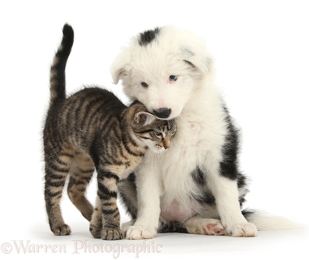 Tabby kitten, Fosset, 3 months old, rubbing against Black-and-white Border Collie bitch pup, Ice, 9 weeks old, white background