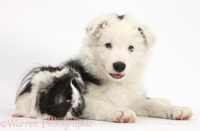 Black-and-white Border Collie bitch pup, Ice, 9 weeks old, and Black-and-white Guinea pig, white background
