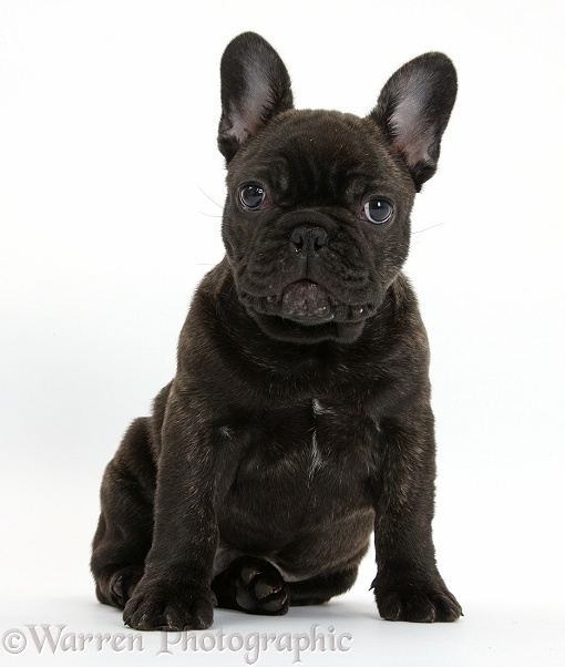 Dark brindle French Bulldog pup, Bacchus, 9 weeks old, sitting, white background