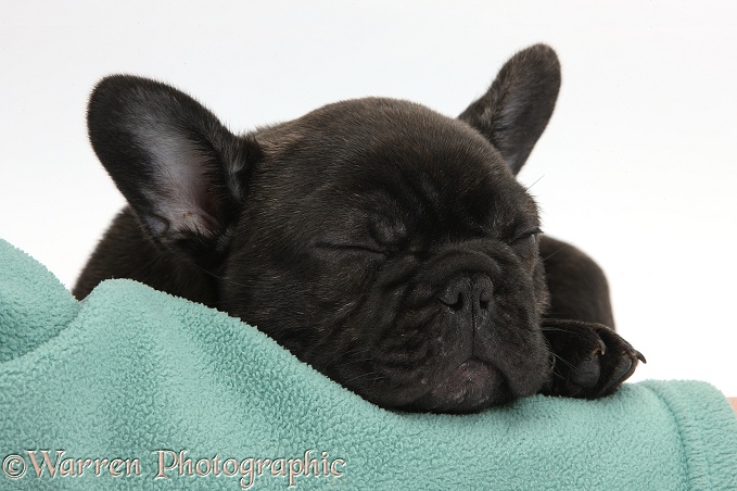 Dark brindle French Bulldog pup, Bacchus, 9 weeks old, sleeping, white background