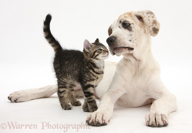 Tabby kitten, Fosset, 10 weeks old, with Great Dane pup, Tia, 14 weeks old, white background