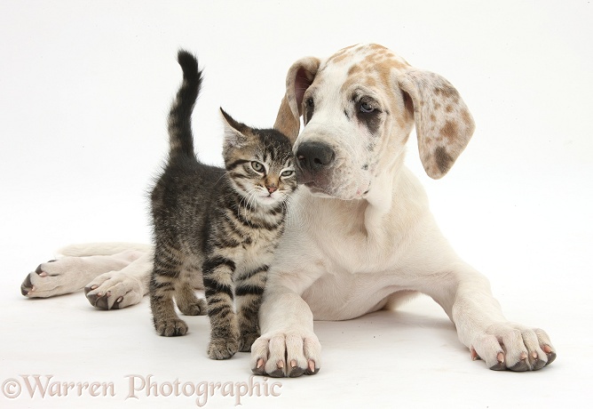 Tabby kitten, Fosset, 10 weeks old, with Great Dane pup, Tia, 14 weeks old, white background