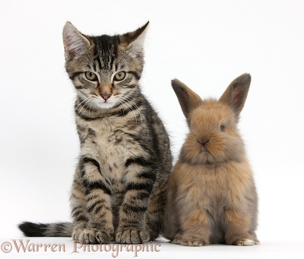 Tabby kitten, Fosset, 12 weeks old, with baby Lionhead-cross rabbit, white background