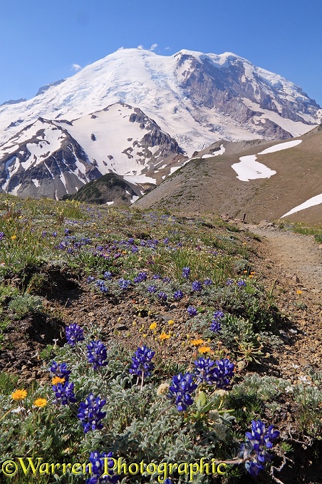 Mount Rainier and alpine flowers.  Washington State, USA