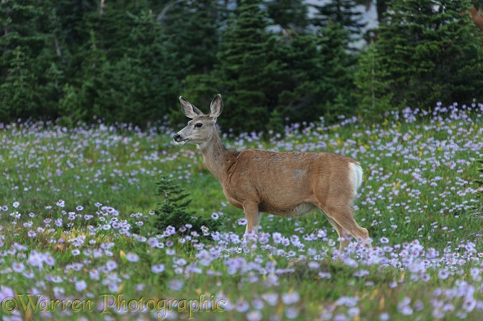 Mule Deer (Odocoileus hemionus) among alpine flowers.  Rocky Mountain National Park, Montana, USA
