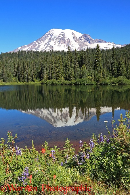 Mount Rainier reflected in a lake.  Washington State, USA