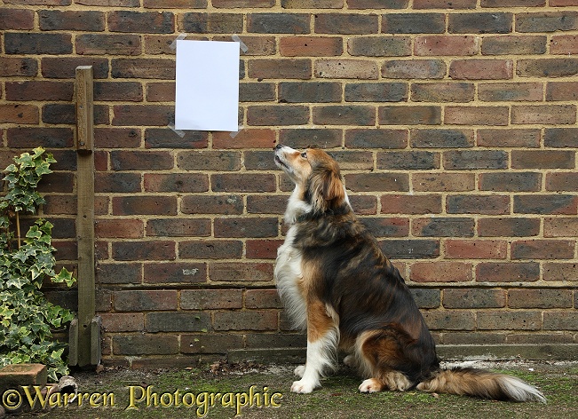 Border Collie dog, Otto, looking at a notice on a brick wall