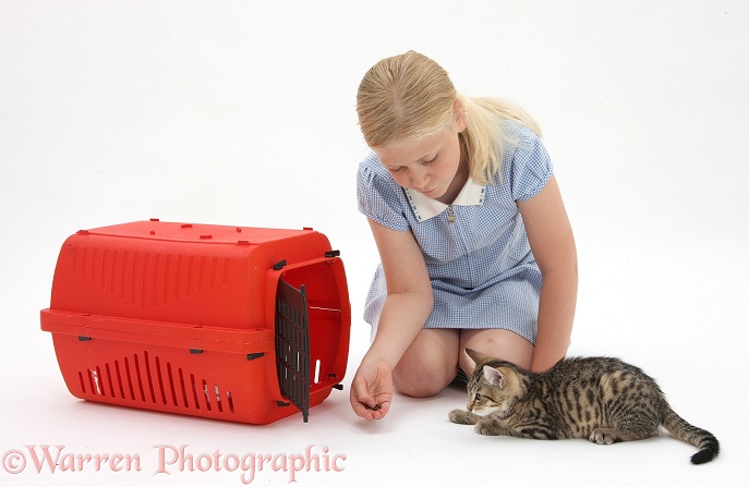 Siena using treats to entice tabby kitten, Stanley, 3 months old, to go into a cat carrier, white background