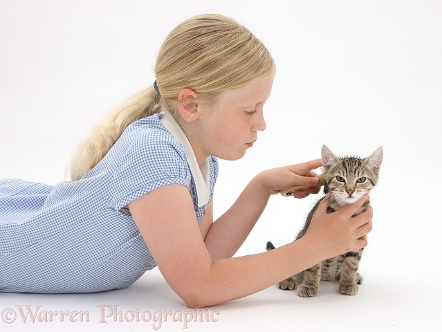 Siena grooming a tabby kitten, Stanley, 3 months old, with a soft brush, white background