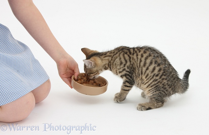Siena giving tabby kitten, Stanley, 3 months old, some food from a bowl, white background