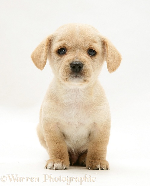 Westie x Cavalier pup, white background