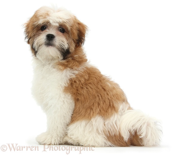 Maltese x Shih-tzu pup, Leo, 13 weeks old, sitting, white background
