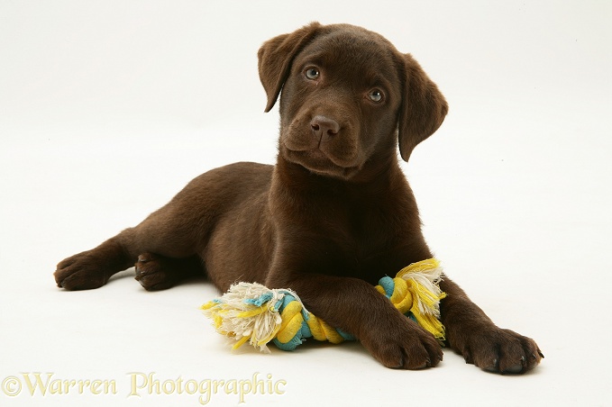 Chocolate Labrador Retriever pup, Mocha, with ragger toy, white background