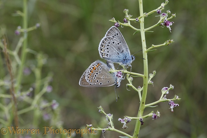 Amanda's Blue butterfly (Agrodiaetus amanda) mating pair.  Southern Europe