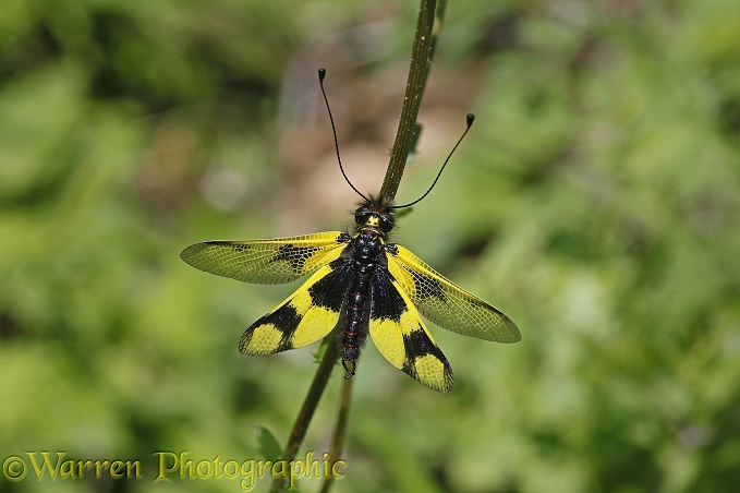 Ascalaphid or Owlfly (Libelloides longicornis) male.  Southern Europe