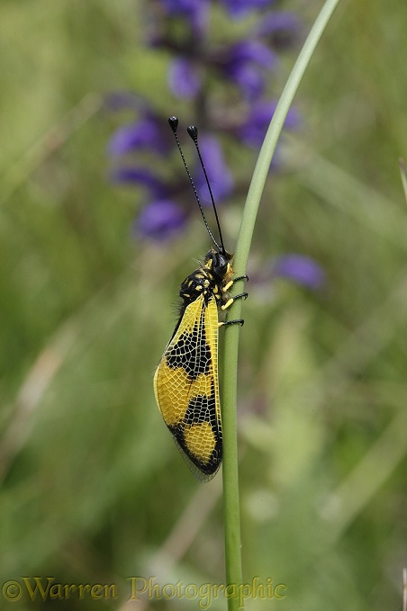 Ascalaphid or Owlfly (Libelloides longicornis) male at rest.  Southern Europe