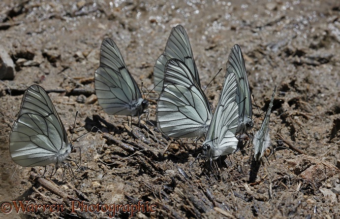 Black-veined White butterflies (Aporia crataegi) drinking from seepage at a stream's edge.  Europe
