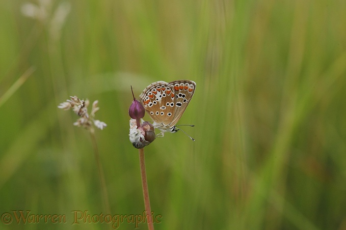 Brown Argus butterfly (Aricia agestis).  Europe including Britain