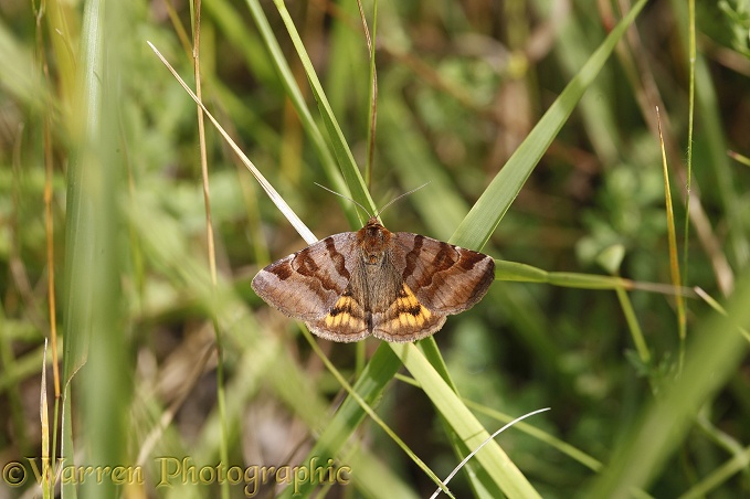 Burnet Companion Moth (Euclidia glyphica).  Europe including Britain
