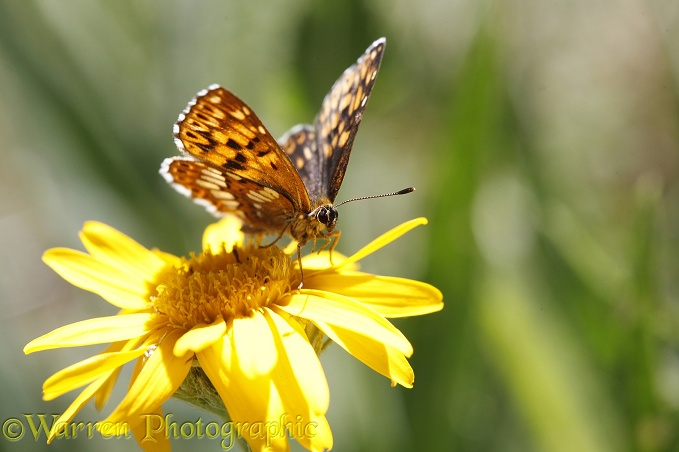 Duke Of Burgundy butterfly (Hamearis lucina).  Europe including Britain