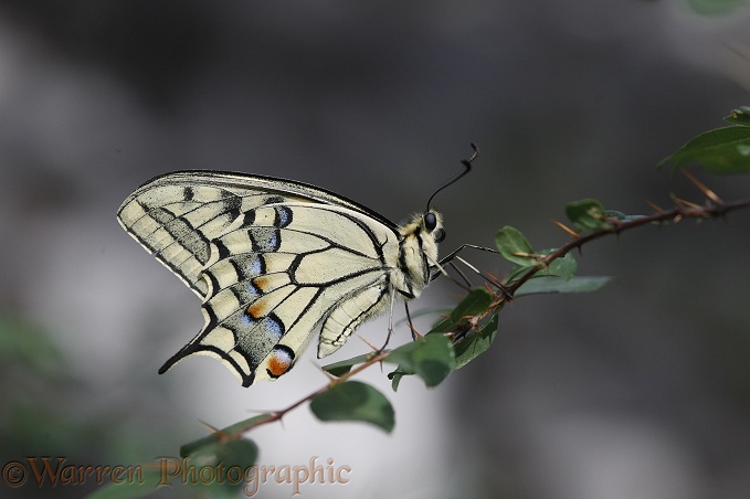 European Swallowtail Butterfly (Papilio machaon) at rest.  Europe including Britain