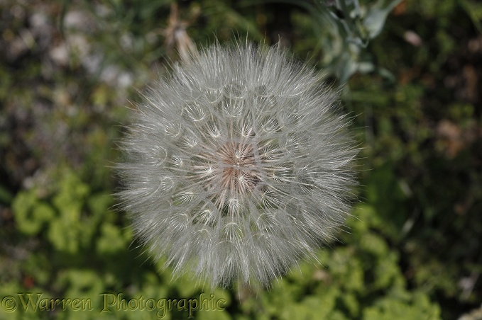 Goatsbeard (Tragopogon pratensis) seedhead pattern