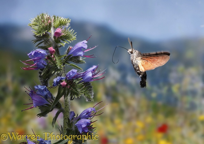 Humming-bird Hawk Moth (Macroglossum stellatarum) feeding at high altitude.  Europe, Asia and Africa